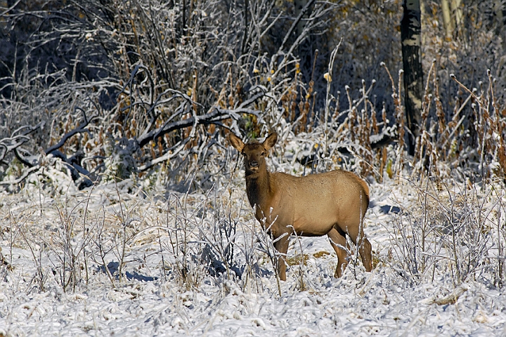 WAH004708.jpg - Ung wapiti hjort (elk), Yellowstone Nat. Park