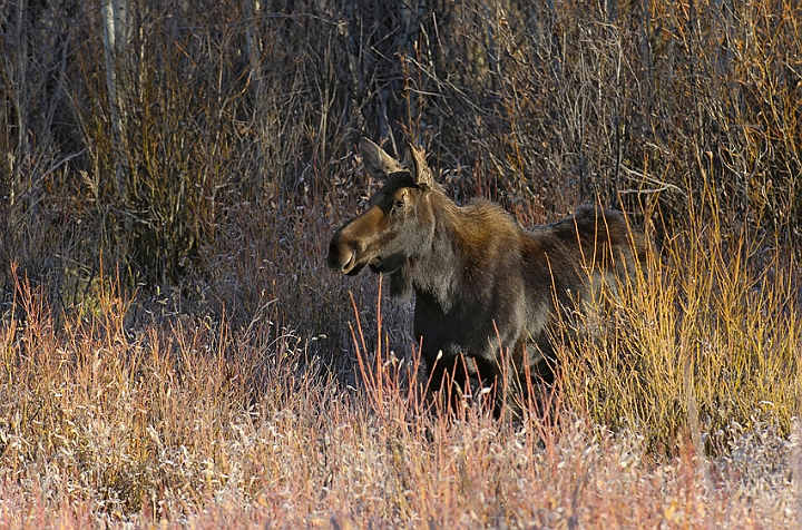 WAH004760.jpg - Elg, hun, (Moose, female)