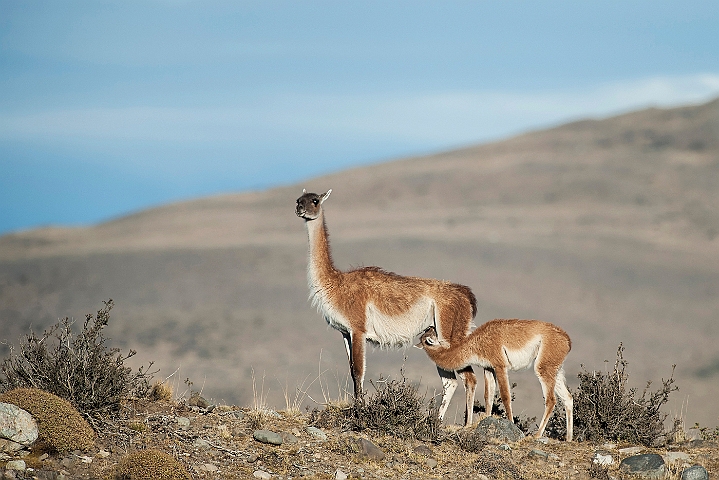 WAH025787.jpg - Guanaco, Torres del Paine