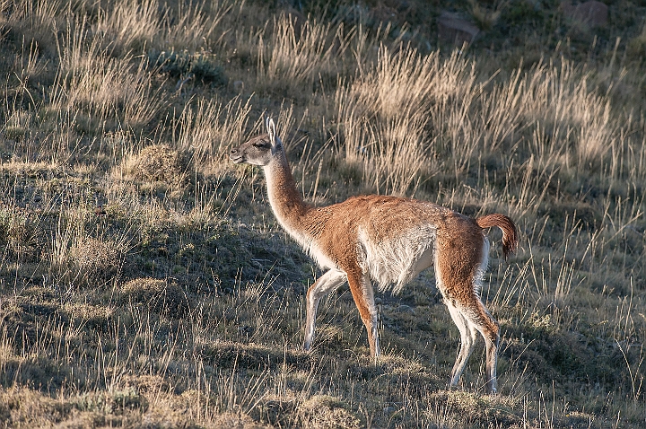 WAH025802.jpg - Guanaco, Torres del Paine