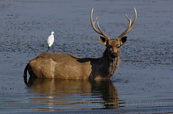 WAH004896.jpg - Sambar, Ranthambhore Nat. Park, Indien