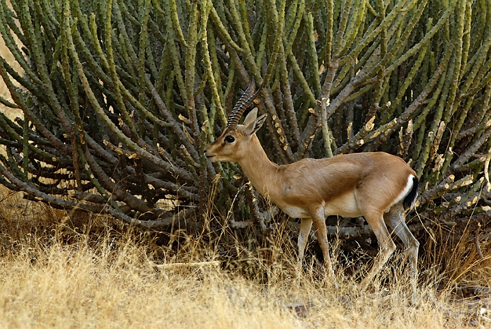 WAH004949.jpg - Indisk (Indian) gazelle, Ranthambhore Nat. Park, Indien