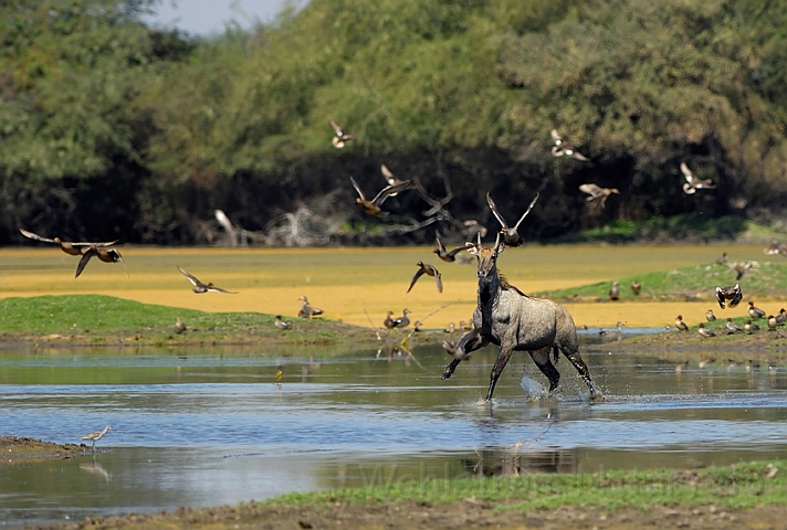 WAH005143.jpg - Nilgai, Bharatpur, Indien