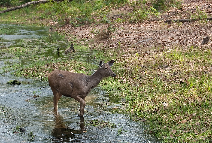 WAH011434.jpg - Sambar hjort (Sambar Deer), hun