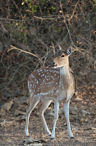 WAH016401.jpg - Axishjort (Spotted Deer), India