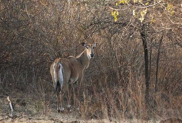 WAH016410.jpg - Nilgai antilope (Nilgai Antelope), India