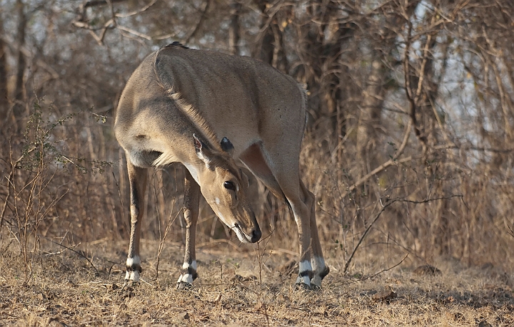 WAH016412.jpg - Nilgai antilope (Nilgai Antelope), India