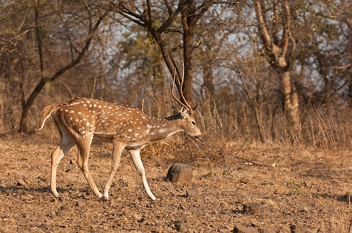 WAH016485.jpg - Axishjort (Spotted Deer), India