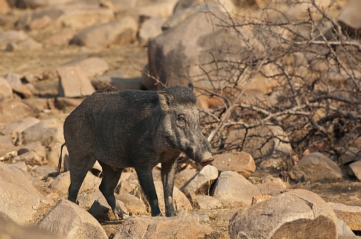 WAH016767.jpg - Vildsvin (Wild Boar), India