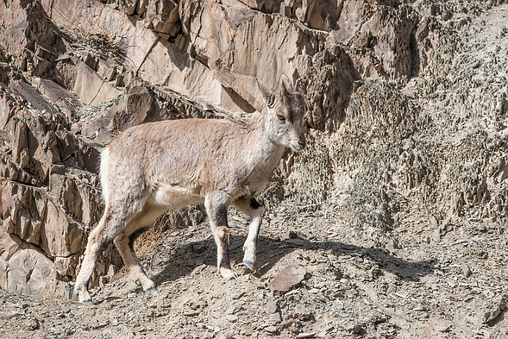 WAH027499.jpg - Bharal (Himalayan Blue Sheep)