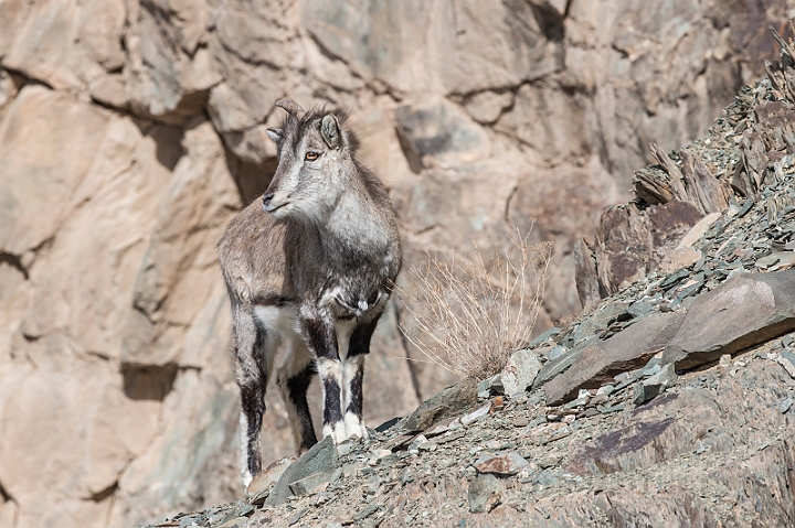 WAH027511.jpg - Bharal (Himalayan Blue Sheep)