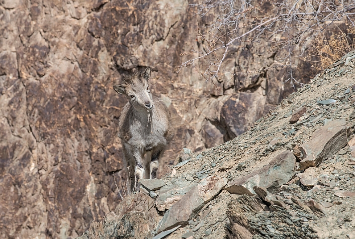 WAH027512.jpg - Bharal (Himalayan Blue Sheep)