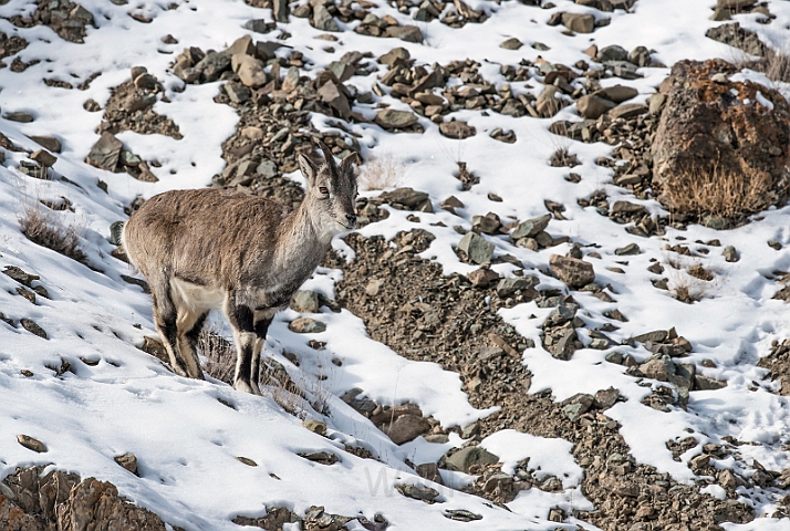 WAH027521.jpg - Bharal (Himalayan Blue Sheep)