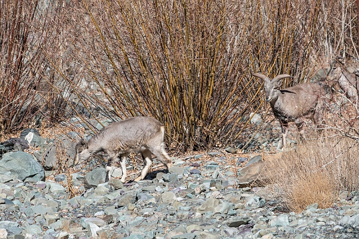 WAH027570.jpg - Bharal (Himalayan Blue Sheep)