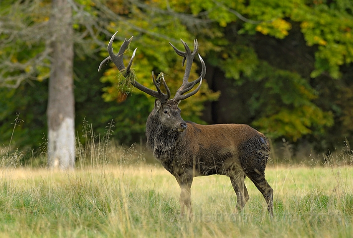 WAH006862.jpg - Kronhjort (Red Deer)