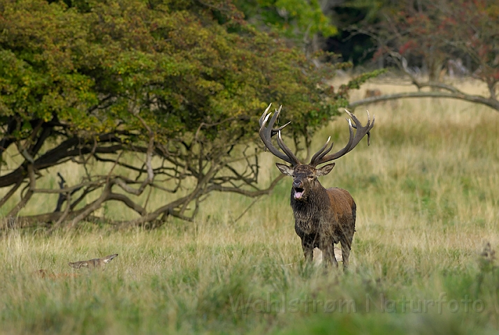 WAH006864.jpg - Kronhjort (Red Deer)