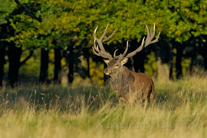 WAH006866.jpg - Kronhjort (Red Deer)