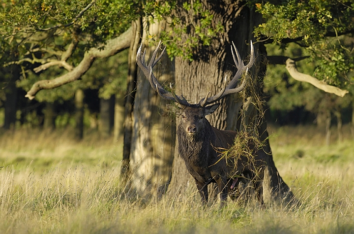 WAH006870P.jpg - Kronhjort (Red Deer)