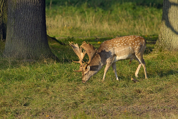 WAH006878.jpg - Dådyr (Fallow Deer)