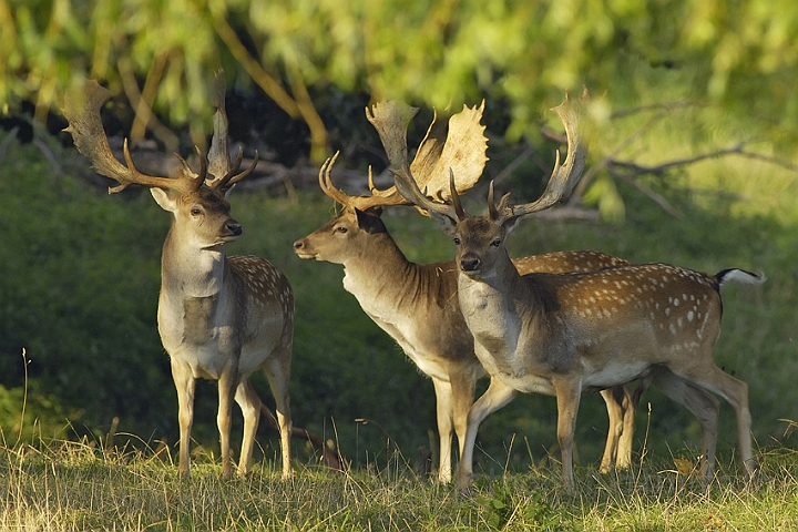 WAH006879P.jpg -  Dådyr (Fallow Deer)