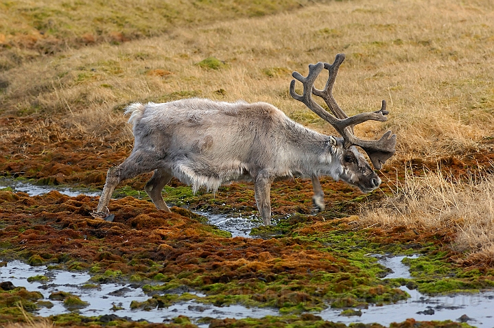 WAH008065.jpg - Svalbard ren (Svalbard Reindeer)