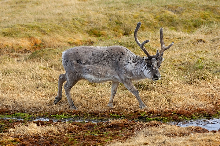 WAH008068.jpg - Svalbard ren (Svalbard Reindeer)