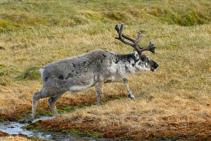 WAH008069.jpg - Svalbard ren (Svalbard Reindeer)