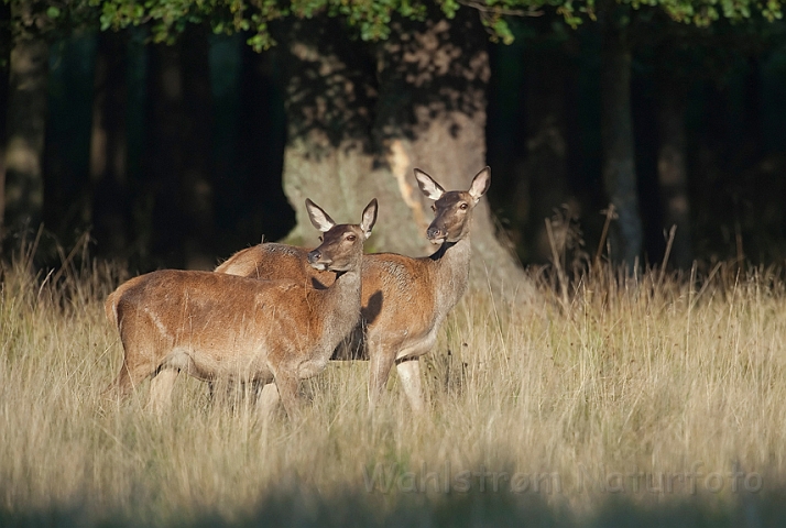 WAH011296.jpg - Kronhjorte, hunner (Red Deer, females)