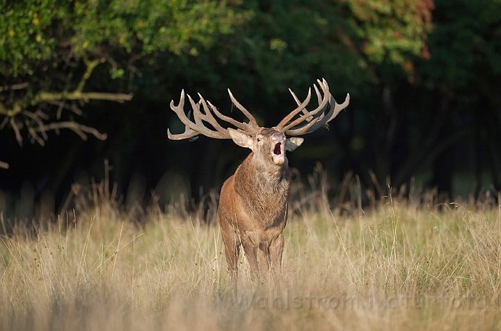 WAH011304.jpg - Kronhjort, han (Red Deer, male)