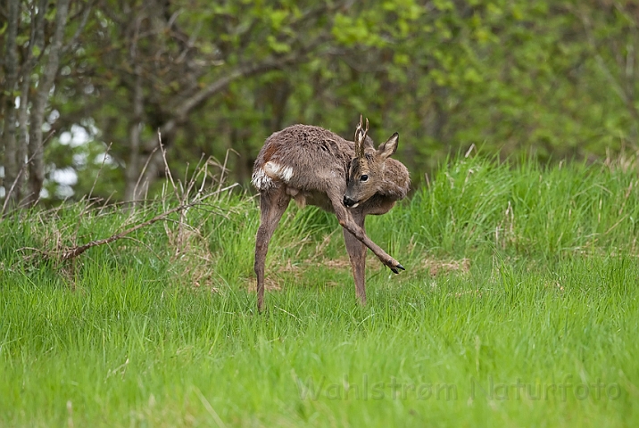 WAH013463.jpg - Råbuk (Roe Deer)