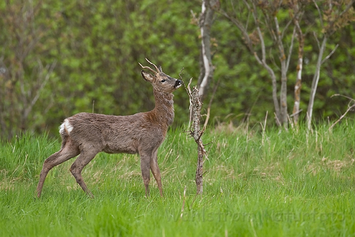 WAH013467.jpg - Råbuk (Roe Deer)