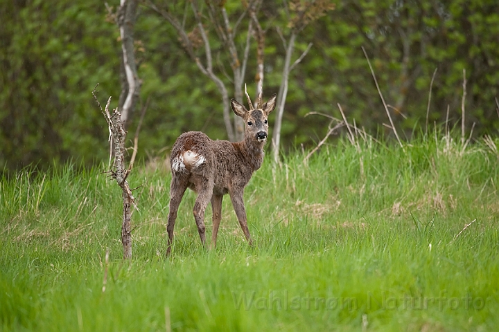 WAH013472.jpg - Råbuk (Roe Deer)