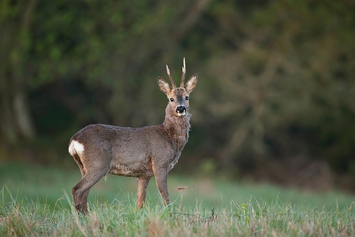 WAH013474.jpg - Råbuk (Roe Deer)