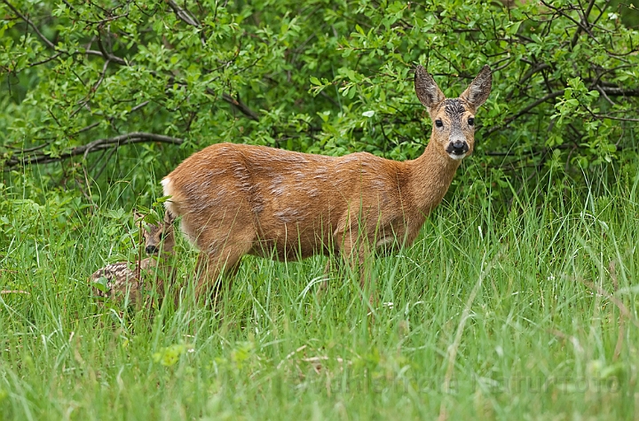 WAH018570.jpg - Rådyr (Roe Deer)