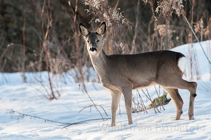 WAH025597.jpg - Rådyr (Roe Deer)