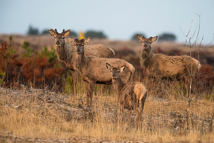 WAH026185.jpg - Kronhjorte (Red Deer)