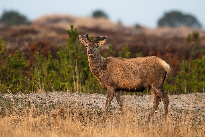 WAH026186.jpg - Kronhjort (Red Deer)