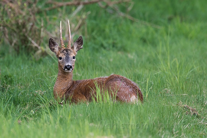 WAH026276.jpg - Rådyr (Roe Deer)