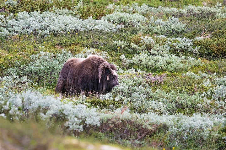 WAH026929.jpg - Moskusokse (Muskox)