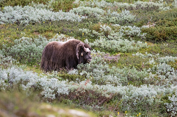 WAH026930.jpg - Moskusokse (Muskox)