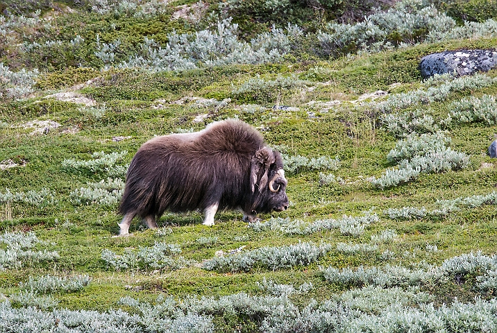 WAH026932.jpg - Moskusokse (Muskox)