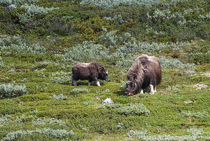 WAH026937.jpg - Moskusokse (Muskox)