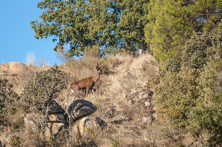 WAH027315.jpg - Kronhjort (Red Deer)