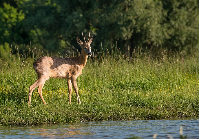 WAH028271.jpg - Råbuk (Roe Deer)