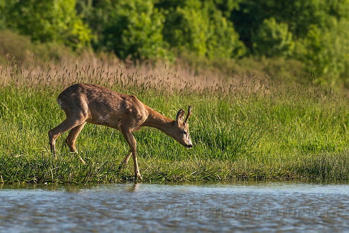 WAH028272.jpg - Råbuk (Roe Deer)