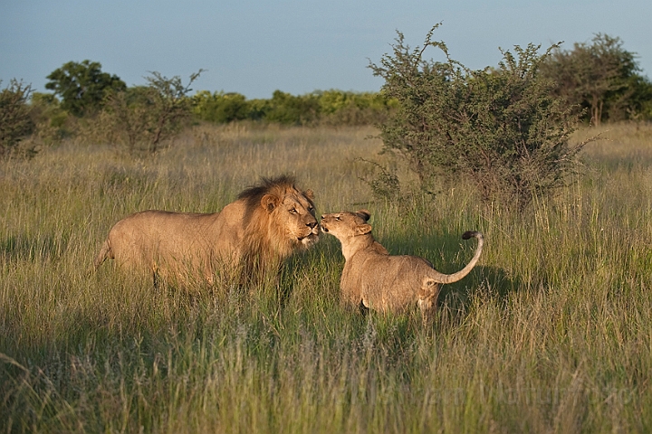 WAH021342.jpg - Løver (Lions)