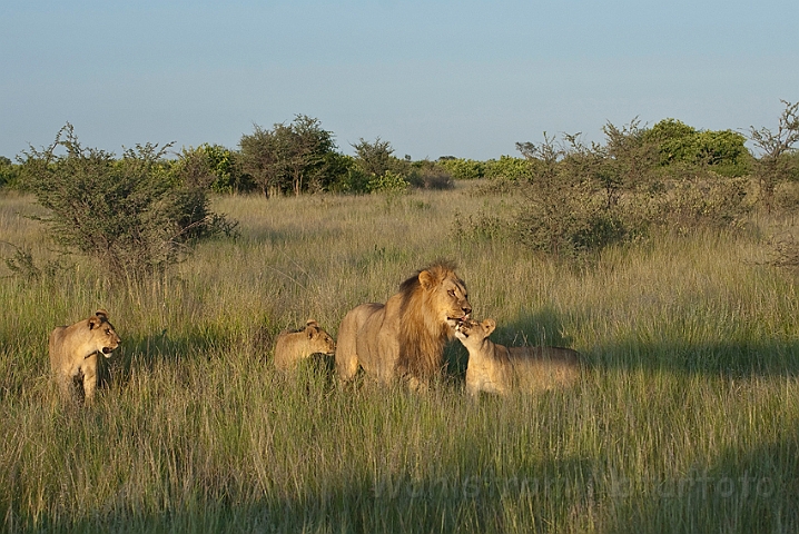 WAH021490.jpg - Løver (Lions)