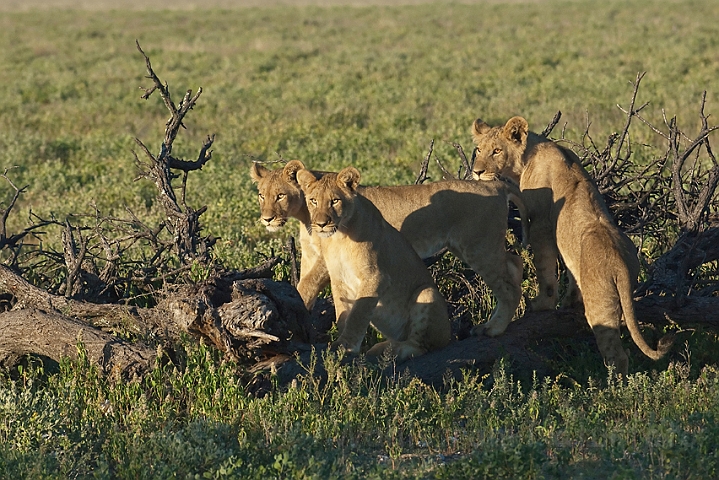 WAH021556.jpg - Løveunger (Lion Cubs)