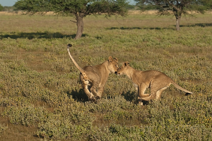 WAH021577.jpg - Løveunger (Lion Cubs)