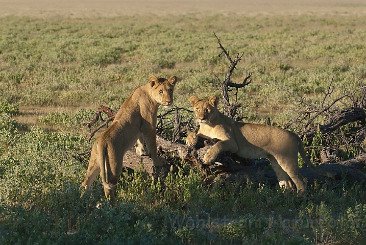 WAH021590.jpg - Løveunger (Lion Cubs)